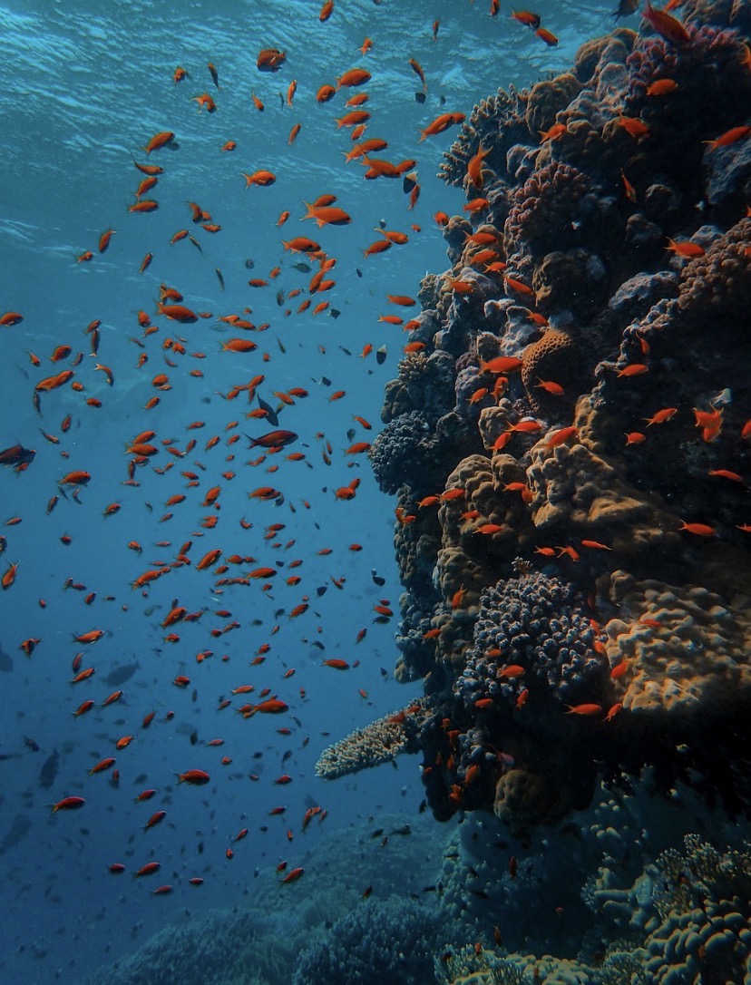 Scuba Diving 