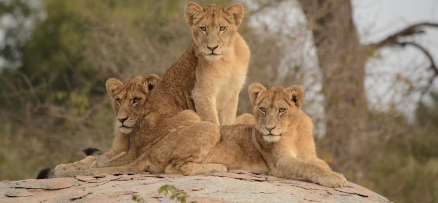 Kruger National Park