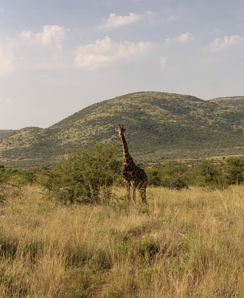 Pilansberg National Park