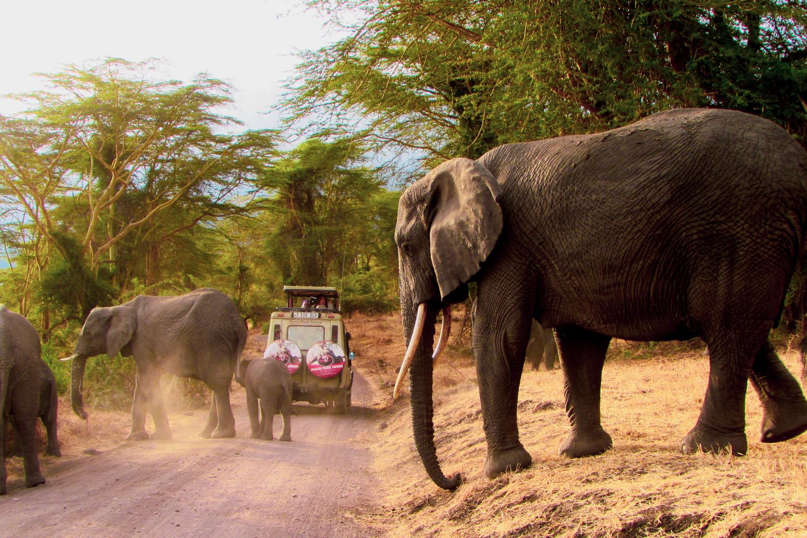 Madikwe